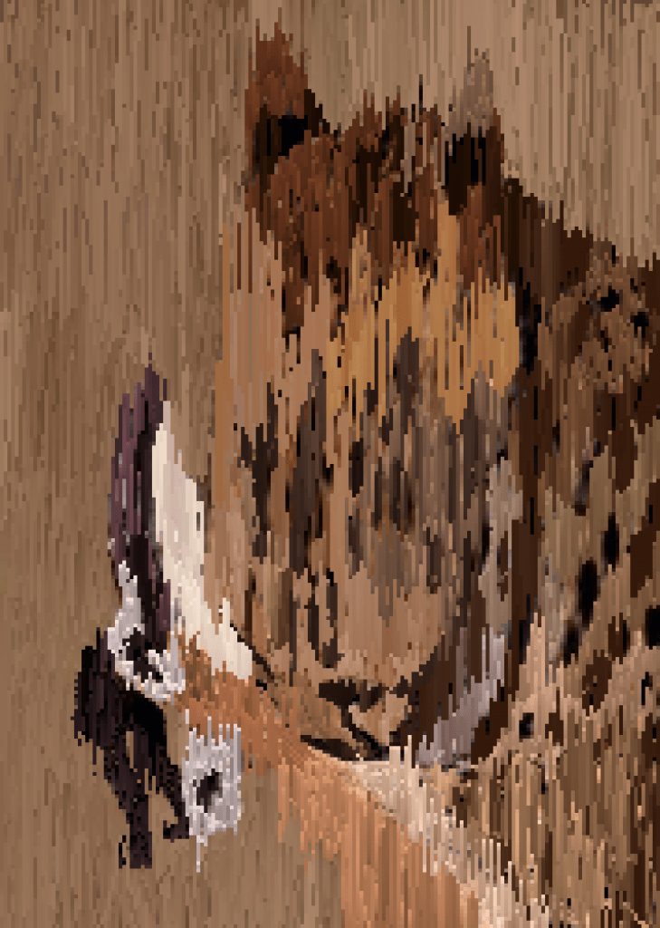 Animals - Leopard eats gazelle
